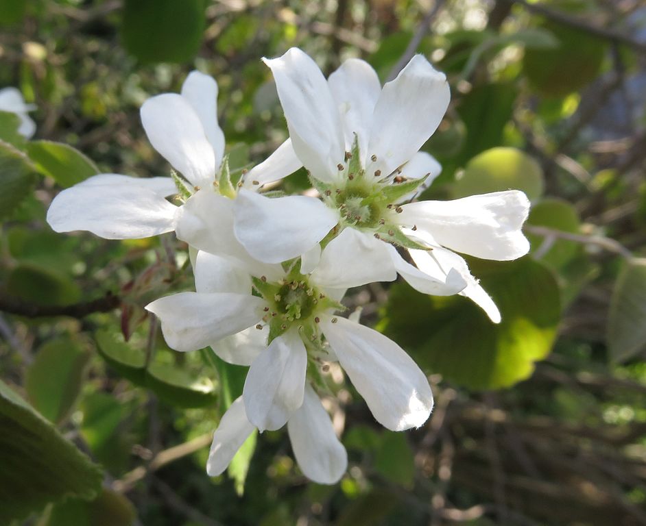 Amelanchier_wiegandii blossoms